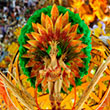 2022 Brazil Carnival and Peru 10 day Tour